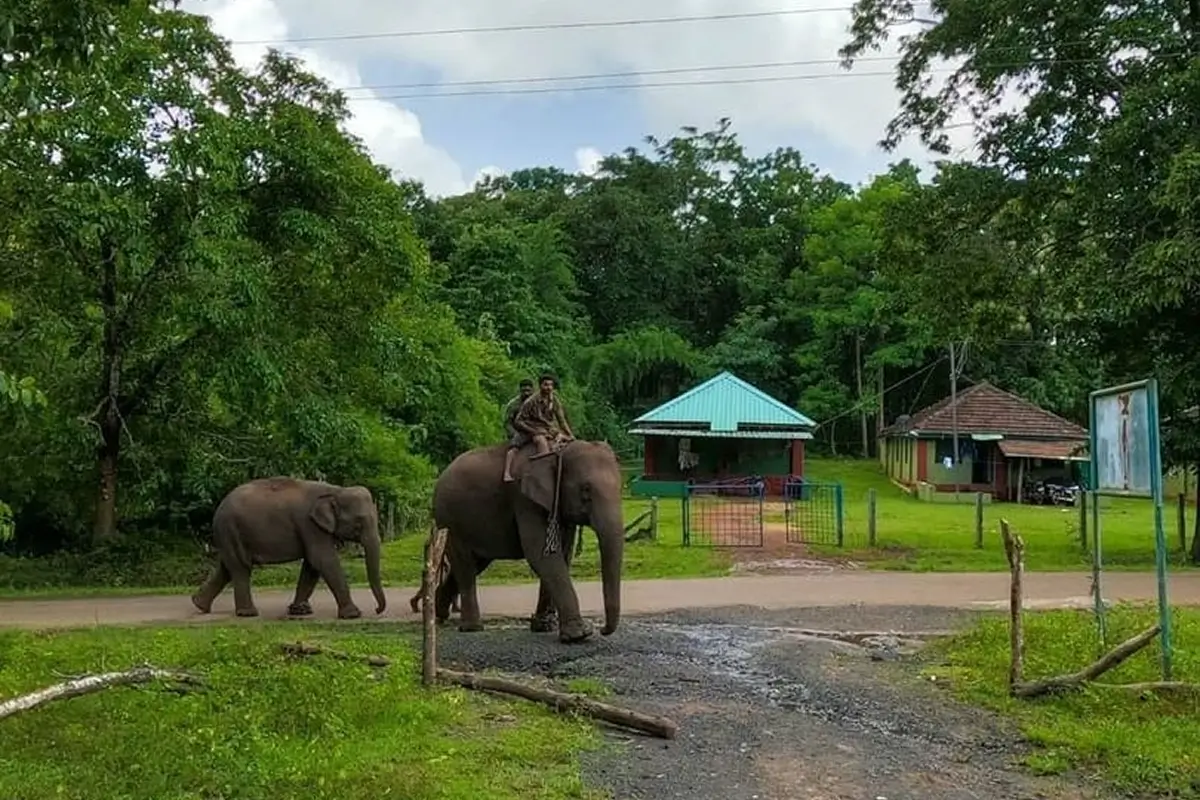 Elephant Camp near Dandeli
